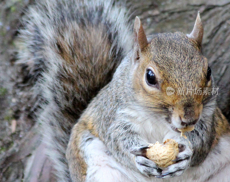 灰松鼠坐着吃坚果的图片(Sciurus carolinensis)